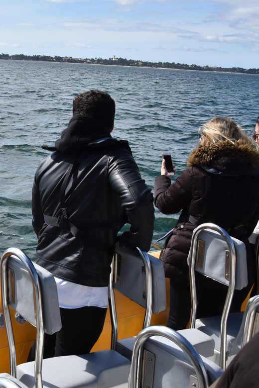 Setúbal and Tróia: Dolphin Watching and Arrábida Bays - Highlights of the Experience