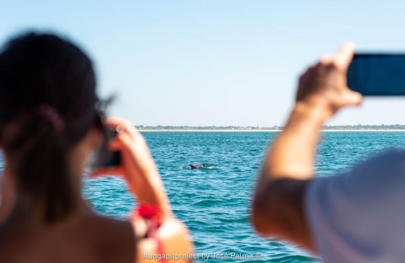 Setúbal: Dolphin Watching Boat Tour - Booking Information