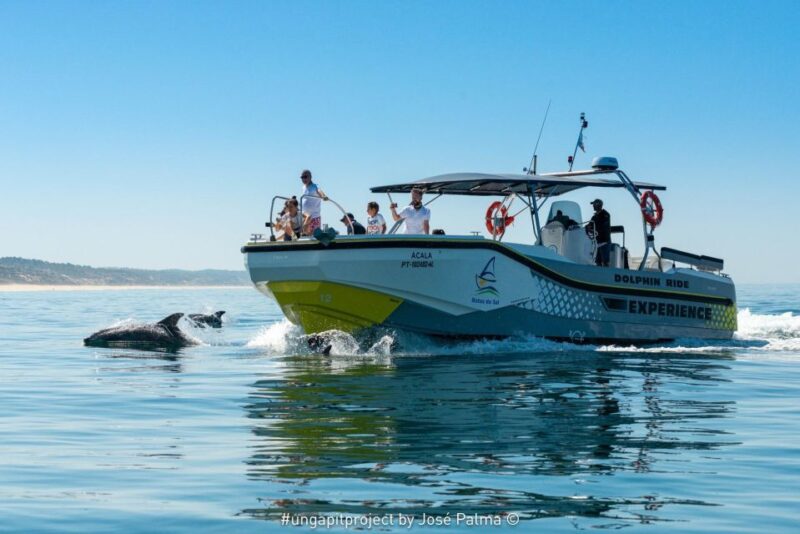 Setúbal: Dolphin Watching Boat Tour - Experience Highlights