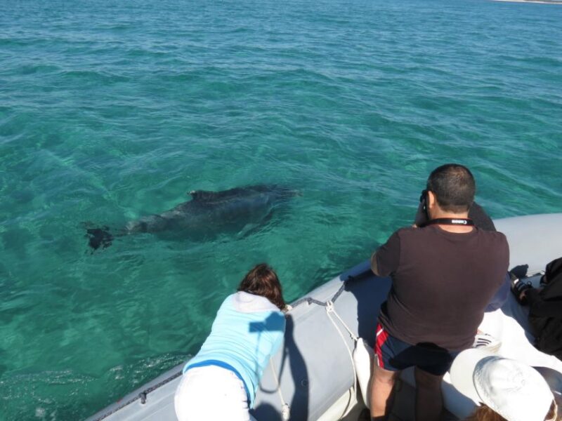 Setúbal: Dolphin Watching Boat Tour - Itinerary Details