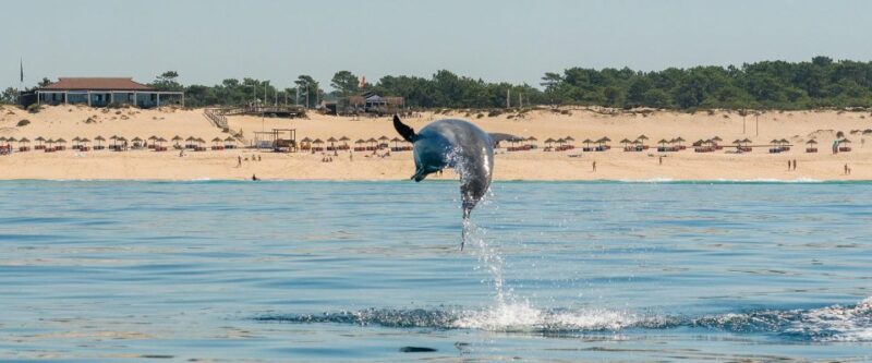 Setúbal: Dolphin Watching Boat Tour - Customer Reviews