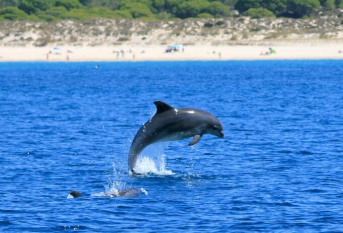 Setúbal: Dolphin Watching Boat Tour - Getting There