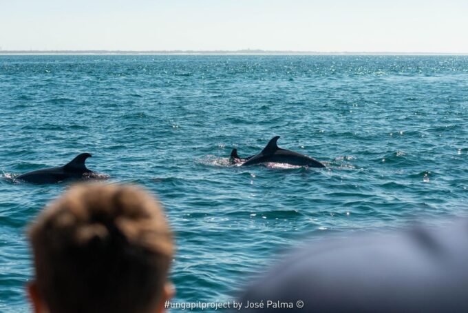 Setúbal: Dolphin Watching Boat Tour - Frequently Asked Questions