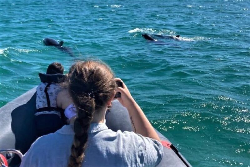 Setúbal: Dolphin-Watching Boat Tour - Dolphin Watching Details