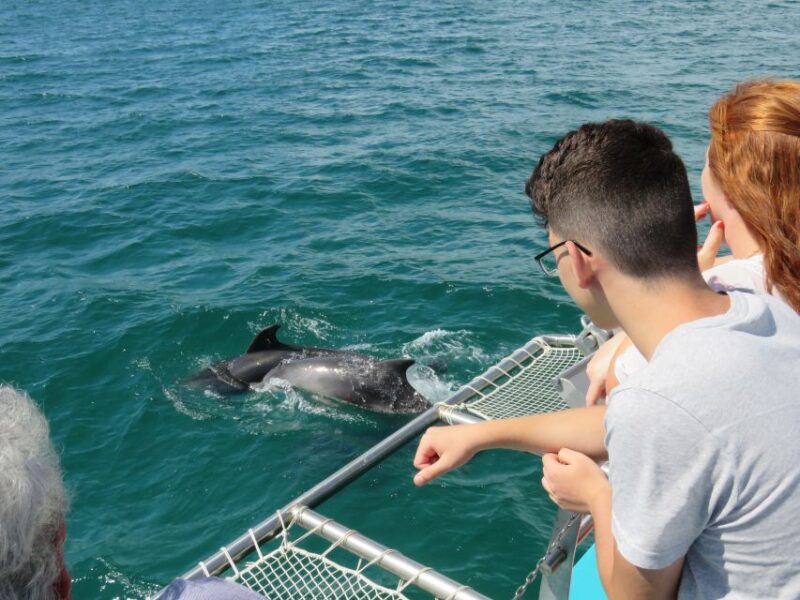 Setúbal: Dolphin Watching Tour - Experience Highlights
