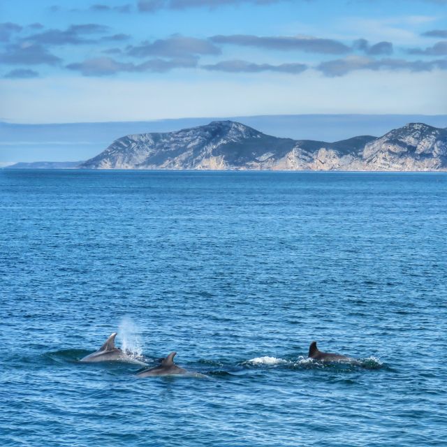Setúbal: Dolphin Watching Tour - Boat Features