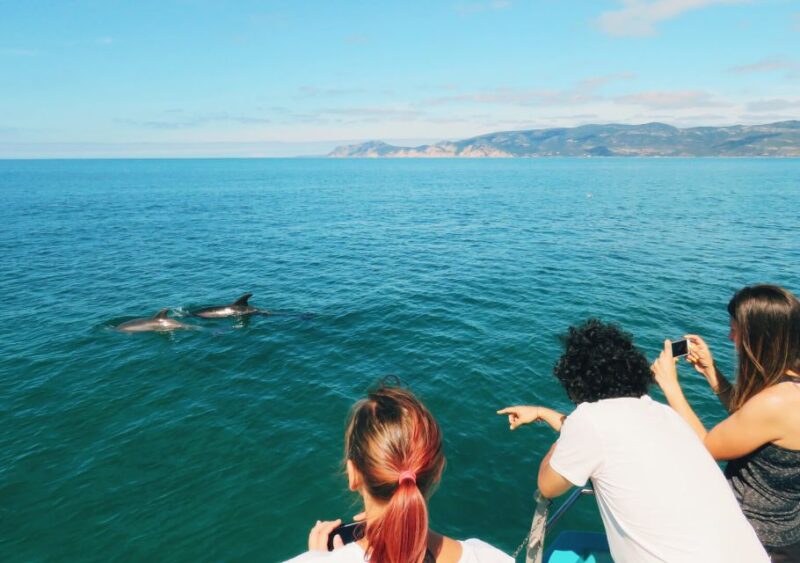 Setúbal: Dolphin Watching Tour - Spotting Dolphins in the Wild