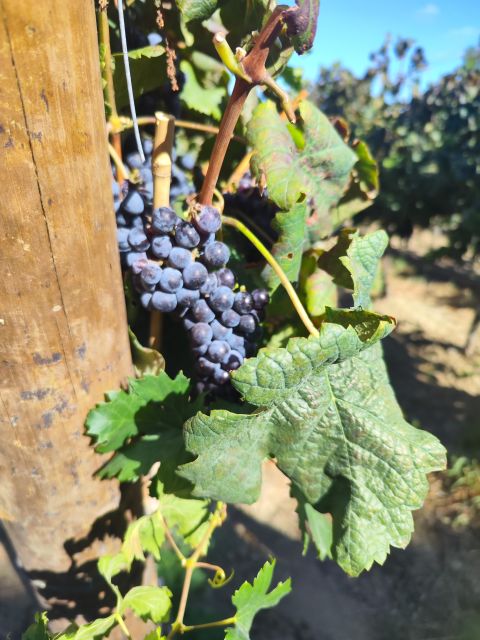 Setúbal Wine Tour: Discover the Moscatel Wine - José Maria Da Fonseca Winery
