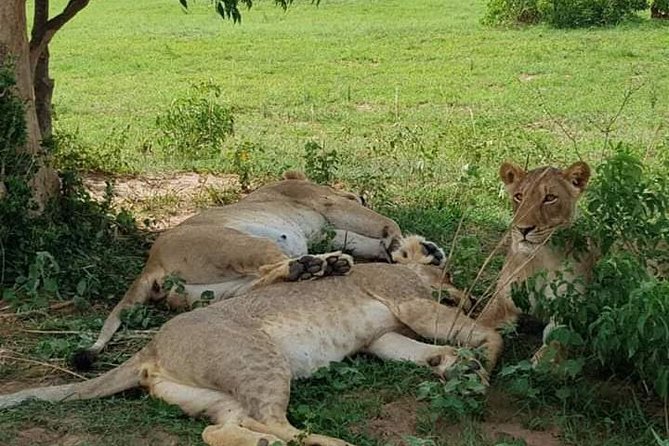 Seven Days One Wonderful Week Safari In Uganda - Key Points