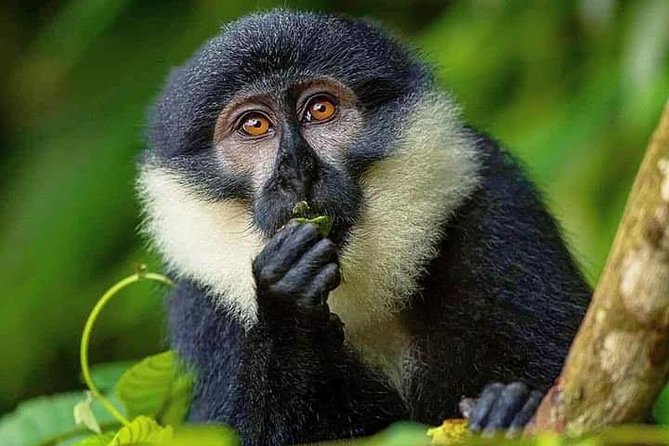 Seven Days One Wonderful Week Safari In Uganda - Encounter Magnificent Mountain Gorillas