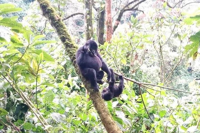Seven Days One Wonderful Week Safari In Uganda - Witness Incredible Wildlife at Queen Elizabeth