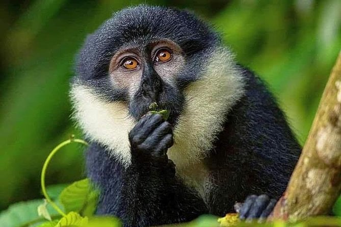 Seven Days One Wonderful Week Safari In Uganda - Discover the Wonders of Bwindi