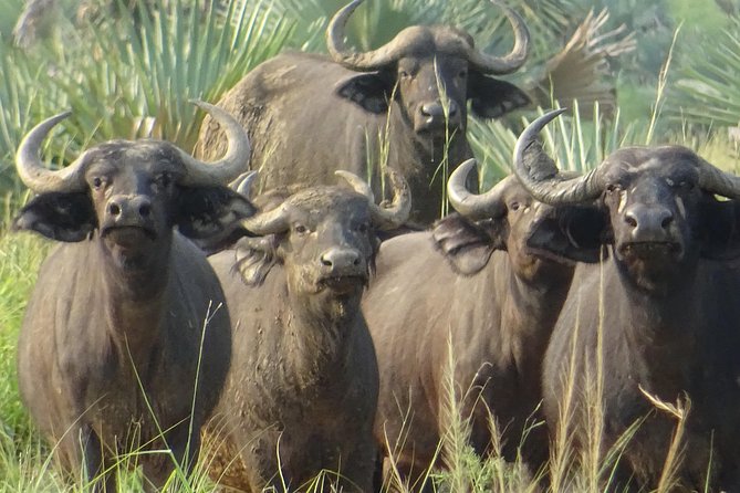 Seven Days One Wonderful Week Safari In Uganda - Venture Into Murchison Falls National Park