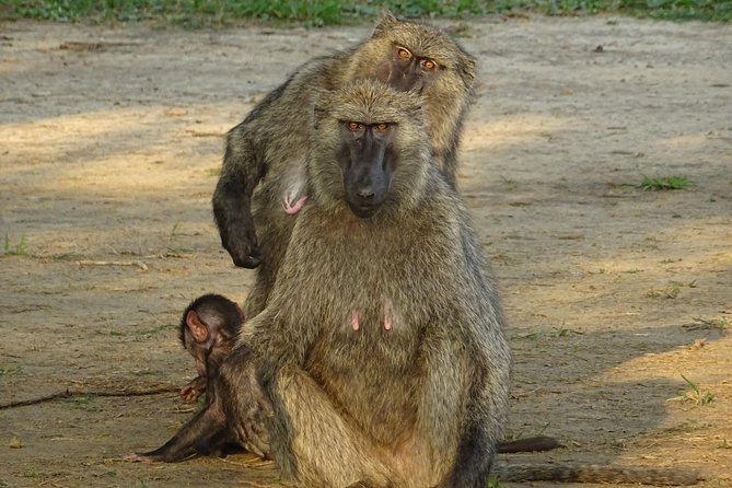 Seven Days One Wonderful Week Safari In Uganda - Indulge in Ugandan Culinary Delights