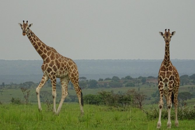 Seven Days One Wonderful Week Safari In Uganda - Prepare for an Unforgettable Safari Experience