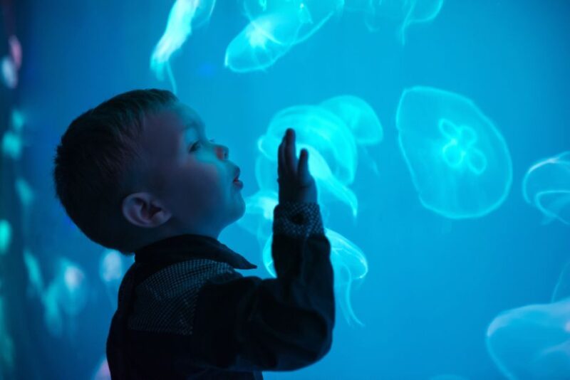 Seville Aquarium Admission Ticket - Key Points