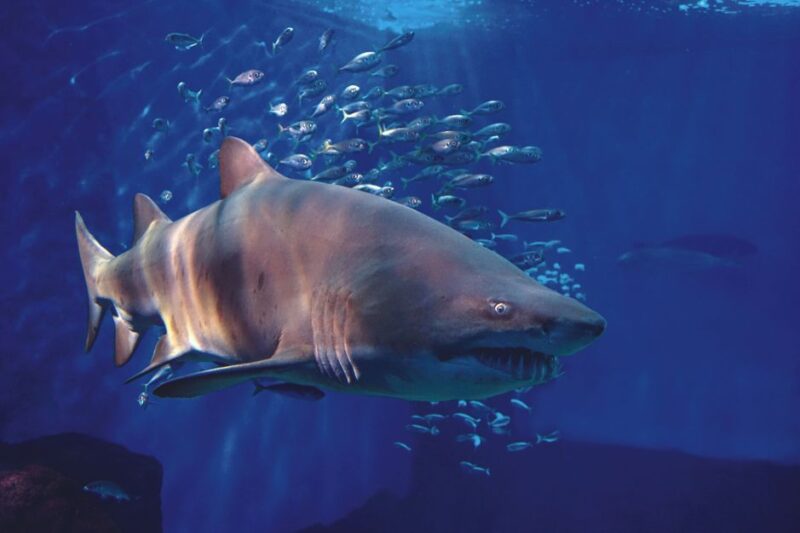 Seville Aquarium Admission Ticket - Directions and Visitor Information