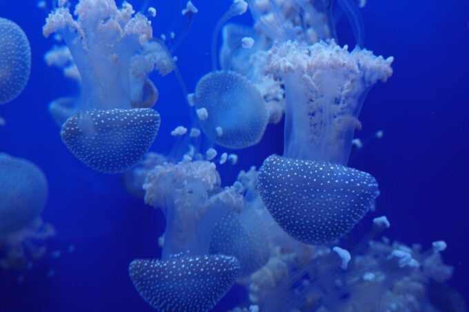 Seville Aquarium Admission Ticket - Reserve Now and Pay Later Option