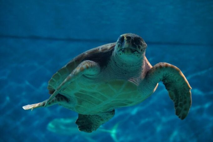 Seville Aquarium Admission Ticket - Frequently Asked Questions