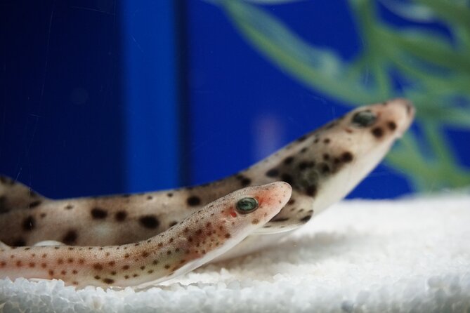 Seville Aquarium Admission Ticket - Marine Species and Exhibits