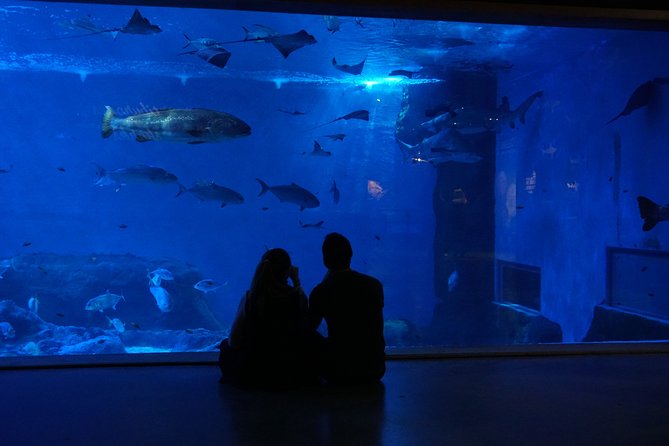 Seville Aquarium Admission Ticket - Deepest Shark Tank in Iberia