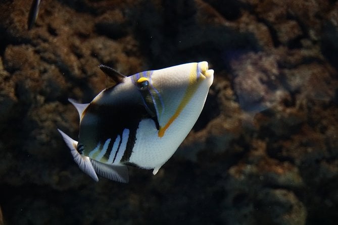 Seville Aquarium Admission Ticket - Accessibility and Amenities