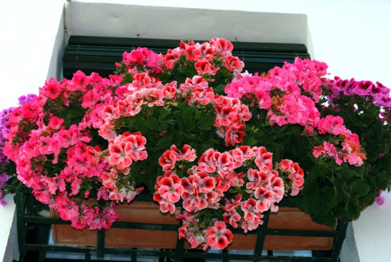 Seville: Barrio De Santa Cruz Small Group Walking Tour - Booking Information