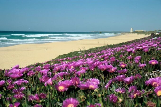 Seville: Doñana National Park Full-Day Tour - El Rocío Village