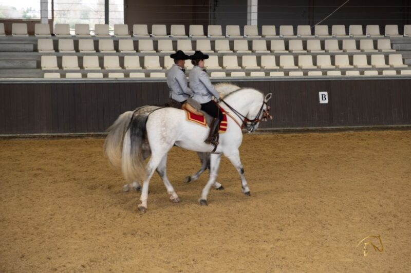 Seville: Horse Show Entry Ticket. Optional Stud Farm Visit - Experience Options