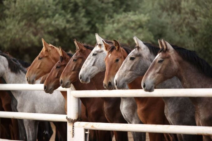 Seville: Horse Show Entry Ticket. Optional Stud Farm Visit - Transportation Challenges