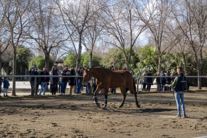 Seville: Horse Show Entry Ticket. Optional Stud Farm Visit - Additional Information