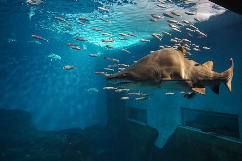 Seville: Minibus Tour, Aquarium and River Cruise - Key Points