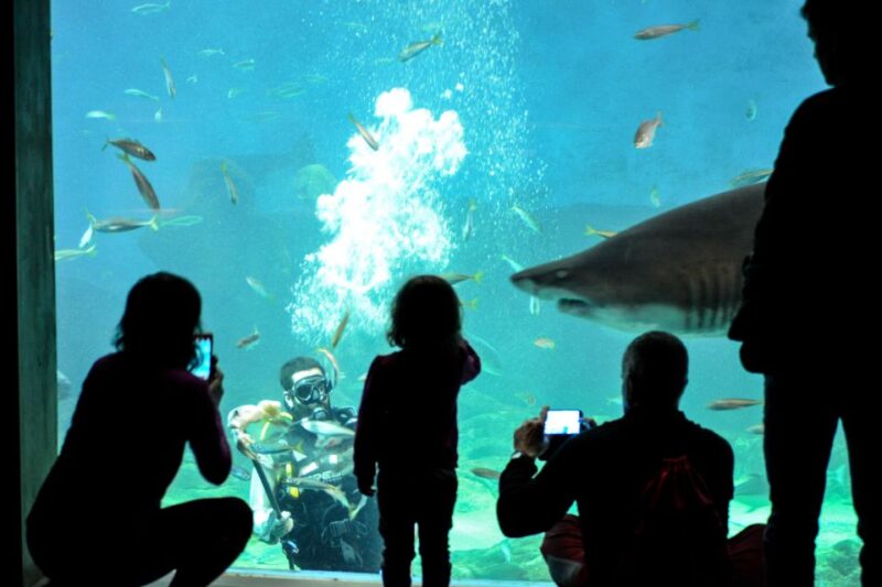 Seville: Minibus Tour, Aquarium and River Cruise - Minibus Tour
