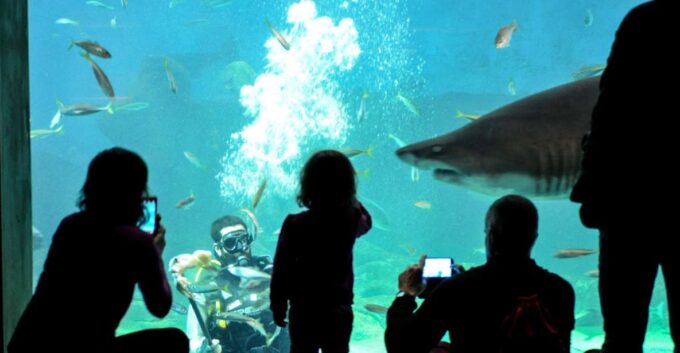 Seville: Minibus Tour, Aquarium and River Cruise - Inclusions