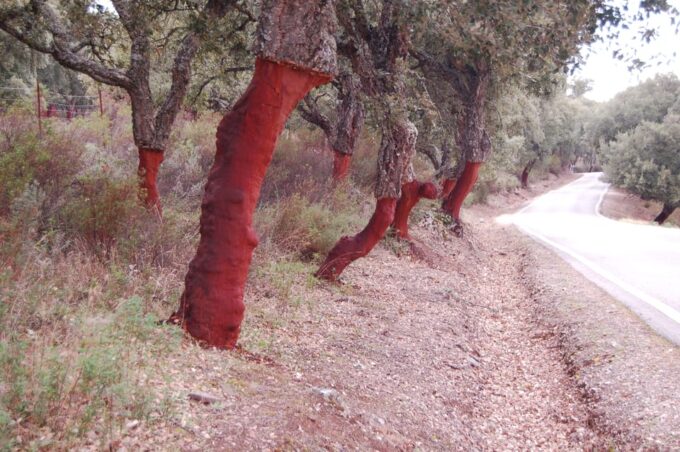 Seville: Transfer to Málaga With Visit to Ronda - Frequently Asked Questions