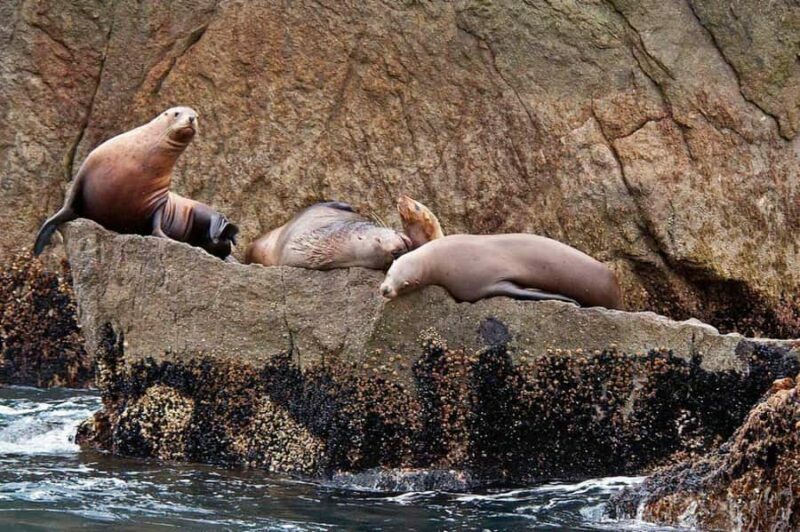 Seward: Full-Day Northwestern Fjord Glacier & Wildlife Tour - Key Points