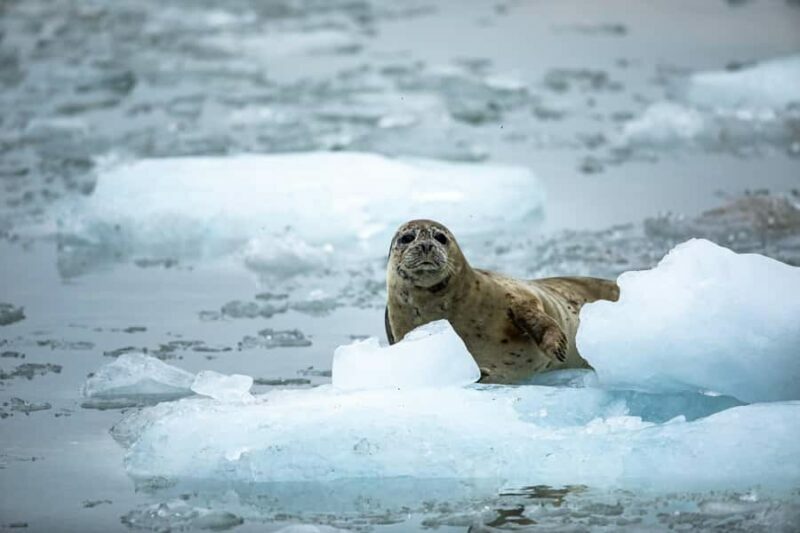 Seward: Full-Day Northwestern Fjord Glacier & Wildlife Tour - An Overview of the Experience