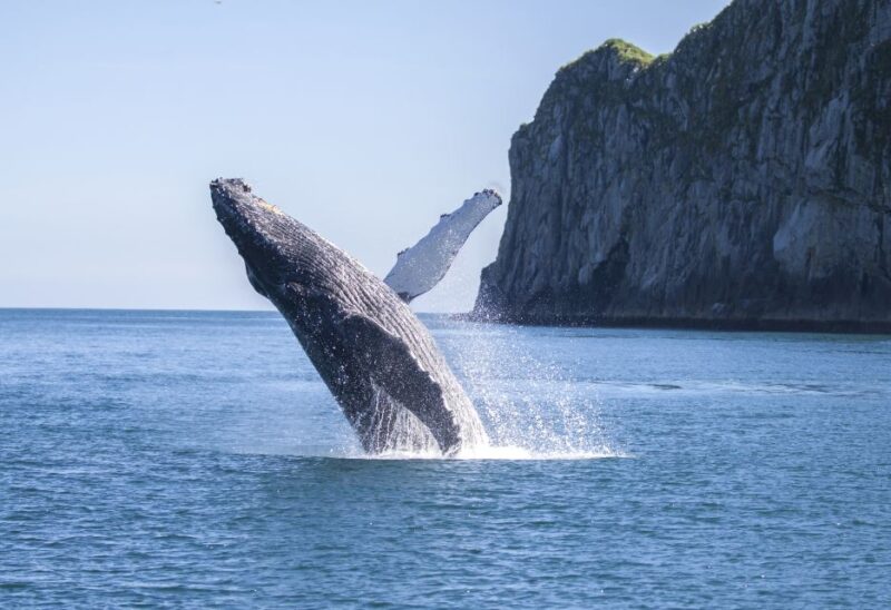 Seward: Kenai Fjords National Park 6-Hour Cruise - Tour Overview
