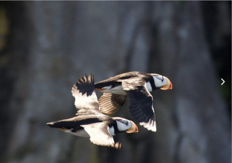Seward: Kenai Fjords National Park 6-Hour Cruise - Vessel and Transportation