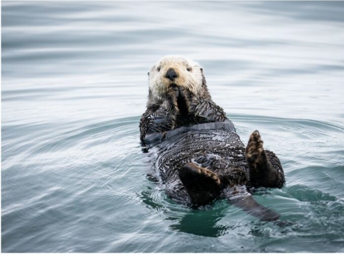 Seward: Kenai Fjords National Park 6-Hour Cruise - Restrictions and Policies