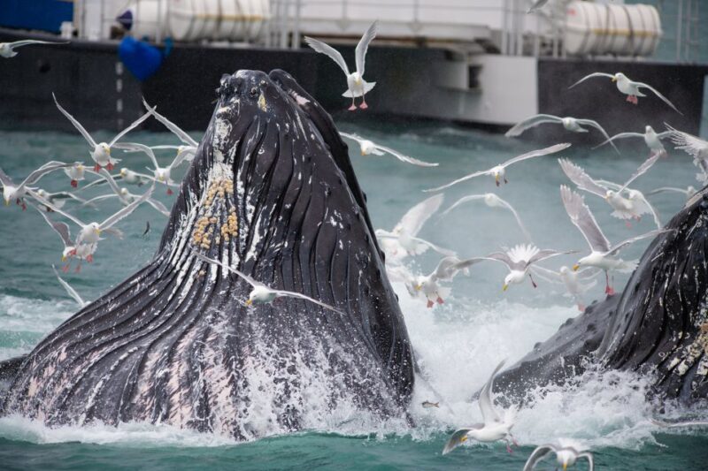Seward: Kenai Fjords National Park Extended Cruise - Participant Requirements