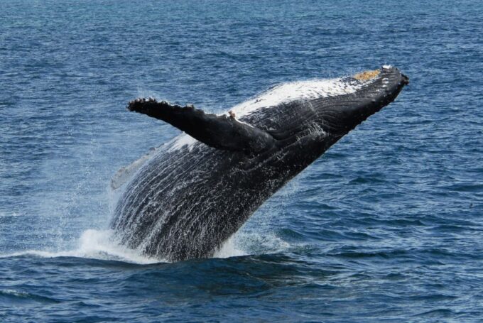 Seward: Kenai Fjords National Park Extended Cruise - Restrictions and What to Bring