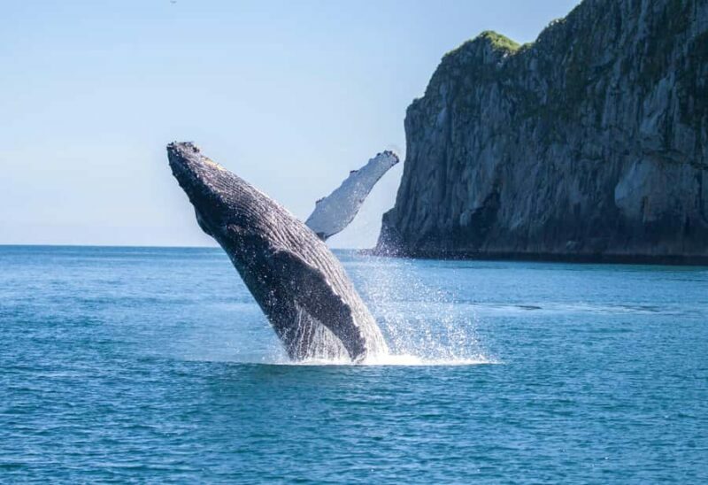 Seward: Kenai Fjords National Park Extended Glacier Cruise - The Value of This Extended Cruise