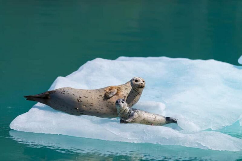 Seward: Kenai Fjords National Park Glacier Cruise w/ Lunch - Key Points