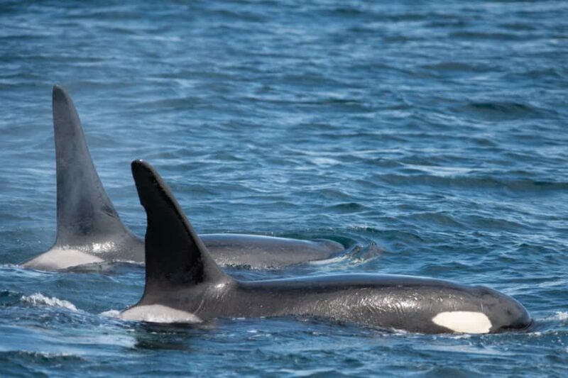 Seward: Kenai Fjords National Park Glacier Cruise w/ Lunch - The Experience’s Strengths & Possible Drawbacks