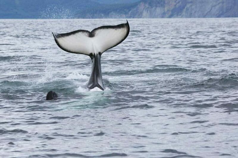 Seward: Kenai Fjords National Park Glacier & Wildlife Cruise - Food and Comfort on Board