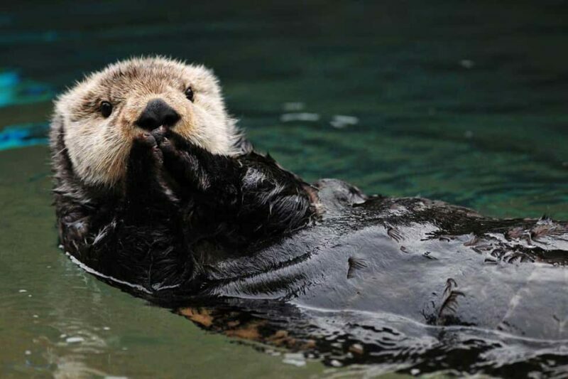 Seward: Kenai Fjords National Park Glacier & Wildlife Cruise - Authentic Insights from Travelers