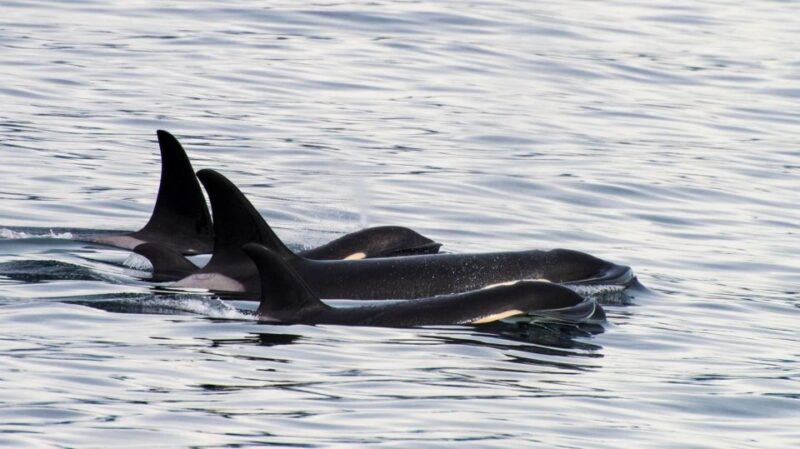 Seward: Resurrection Bay Orca Quest Cruise - Meeting Point and Check-In