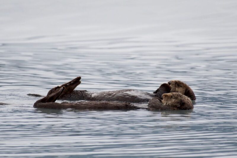 Seward: Resurrection Bay Orca Quest Cruise - What to Bring and Restrictions