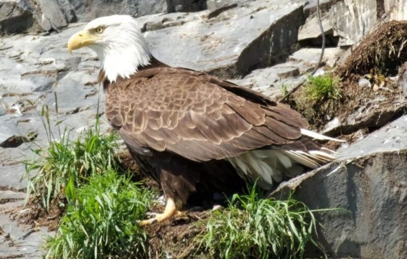 Seward: Spring Wildlife Guided Cruise - Key Points